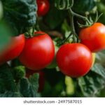 2010年3D开奖历史数据完整统计与查询 ckgos89cd4