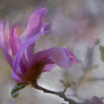 2012046期双色球开奖结果查询与中奖号码公布 n21v8j